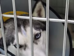 -汪喵宠物医院·骨科心脏影像·犬猫急重症ICU诊疗中心(成华分院)