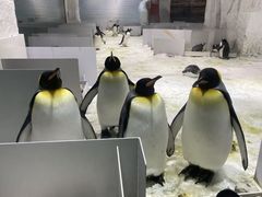 -大连圣亚海洋世界
