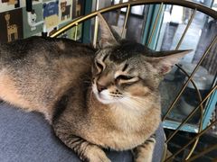 -喵屿·大理花园猫咖