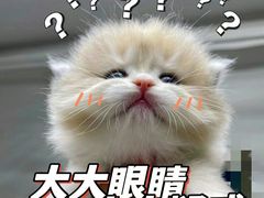 -东方名猫馆·英短金渐层布偶猫舍(环线广场1号楼店)