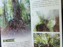 -莫里热带雨林景区