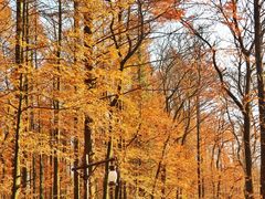 -山王坪喀斯特国家生态公园