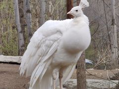 -哈尔滨北方森林动物园