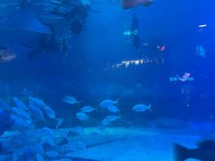 -烟台海昌鲸鲨海洋公园