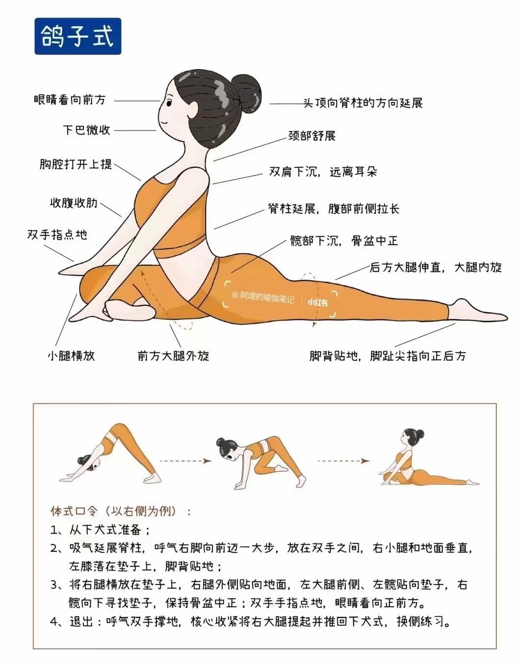 瑜伽体式分享:鸽子式
伸展躯