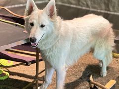 -J Create城市露营咖啡·简餐·宠物(上海动物园店)