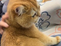 -爱洗澡的猫(望京店)