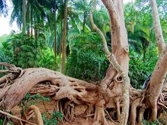 -中国科学院西双版纳热带植物园