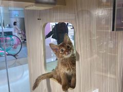 -屋虎猫馆(宝安大仟里店)