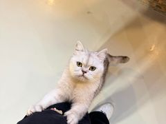 -豆逗聊愈猫阁Easy Life