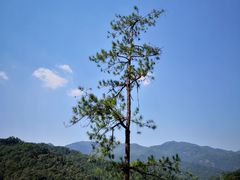 -九龙江国家森林公园