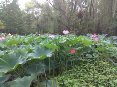 -洛阳市隋唐城遗址植物园