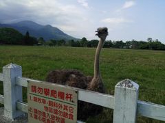-瑞穗牧场