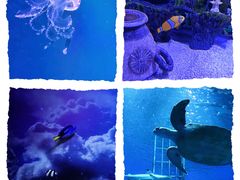 -芜湖新华联大白鲸海洋公园