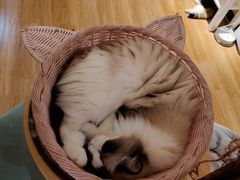 -滚猫咖啡·猫咖·猫友好撸猫(未来城店)