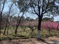 -上海海湾国家森林公园