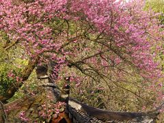 -杭州植物园