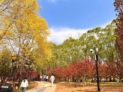 -大望京公园