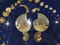 -青岛贝壳博物馆