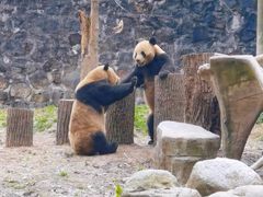 -都江堰中华大熊猫苑