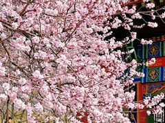 -桃花堤公园