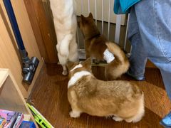 -豆柴町-柴犬主题狗咖(红鼎国际C座店)