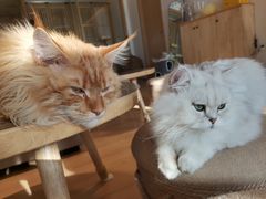 -猫腻·猫咖·撸猫馆(星光大道店)