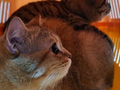 -老吴的猫·猫舍(新区店)