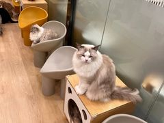 -有喵·猫咖·狗咖·30几只猫10只小狗(岗厦店)