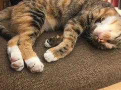 -猫的天空之城概念书店(杭州南宋御街店)