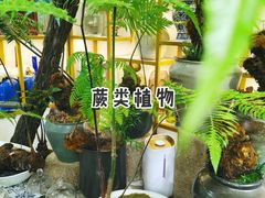 -溪岸路花鸟市场
