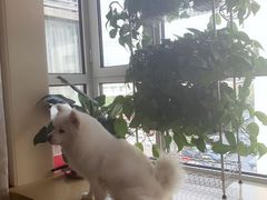 -瑞派宠物医院·CT影像中心·猫友好医院(奥城店)