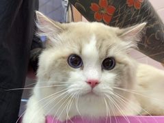 -FAELING PETS美天灵宠物(富力广场店)