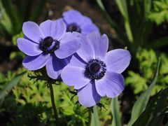 -上海鲜花港