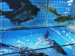 -肖记公安牛肉鱼杂馆· 省级非物质文化遗产(仁和路店)