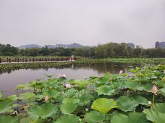 -长兴太湖图影湿地文化园