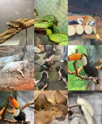 -Zoolung Zoolung动物主题公园(海信广场店)