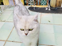 -喵屿·大理花园猫咖