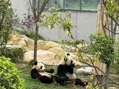 -成都大熊猫繁育研究基地