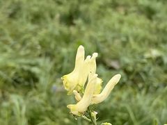 -灵山