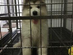 -翊宠yipet猫狗购宠庄园犬舍•猫舍