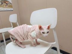 -瑞鹏宠物医院·超声·骨科·奇麟分院(蜀都万达店)