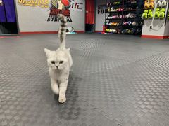 -TFC 纯泰拳馆MuayThai