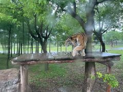 -上海野生动物园