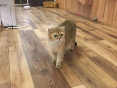 -袖虎·猫馆(体育西路店)