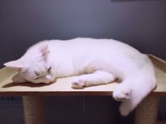 -喵的天空名猫咖啡馆·撸猫·猫舍·用品