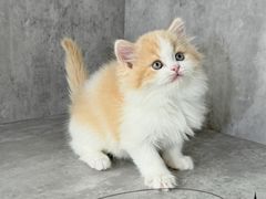 -小猫来了·猫舍(红山六九七九店)