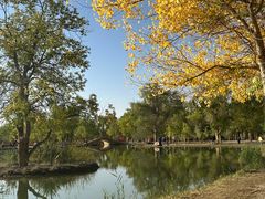 -金塔沙漠胡杨林景区