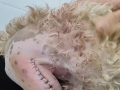 -关爱动物医院·心脏·中兽医·异宠(金牛路分院)