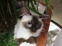 -藏猫猫咖啡主题馆(中央大道店)